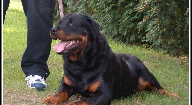 Úzó utódok egy pályán