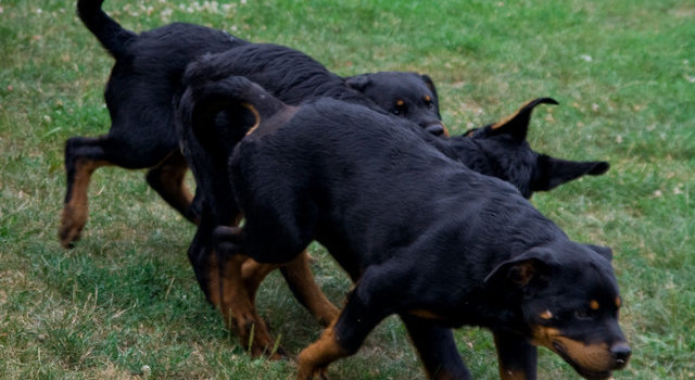 Minden alom 2008-A -alom