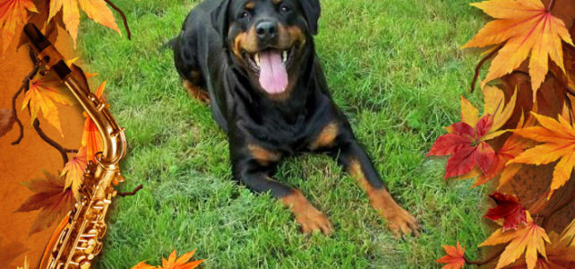 Lilu vajon jeleskedne látramászásban Lilu vajon jeleskedne látramászásban