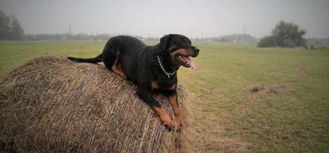 Közös akció a kutyával Közös akció a kutyával