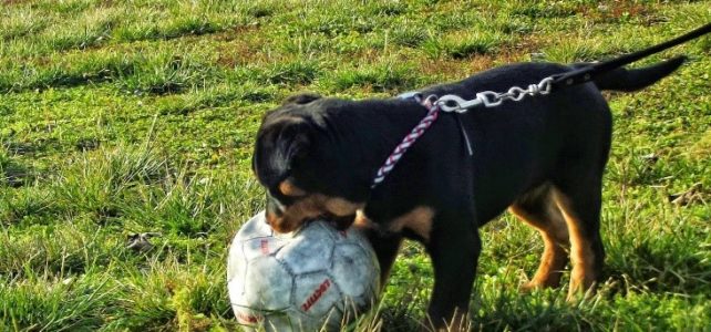 Húz pórázon mit tegyek Húz pórázon mit tegyek