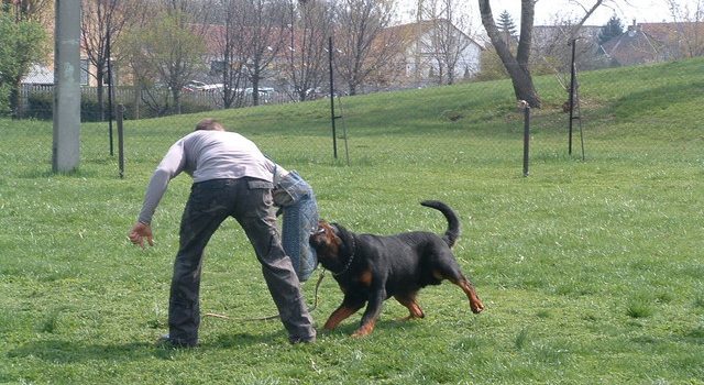 Rottweilert szeretnénk XVI