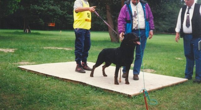 Kutyaiskolába kell járni