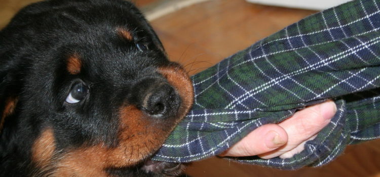 Siroccó B alom 2009.