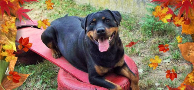 A létra megmászása A létra megmászása