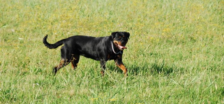 Nyomkövetés ágazat – alapozás és