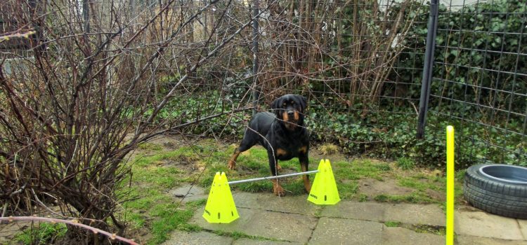 Siroccó D alom 2010.