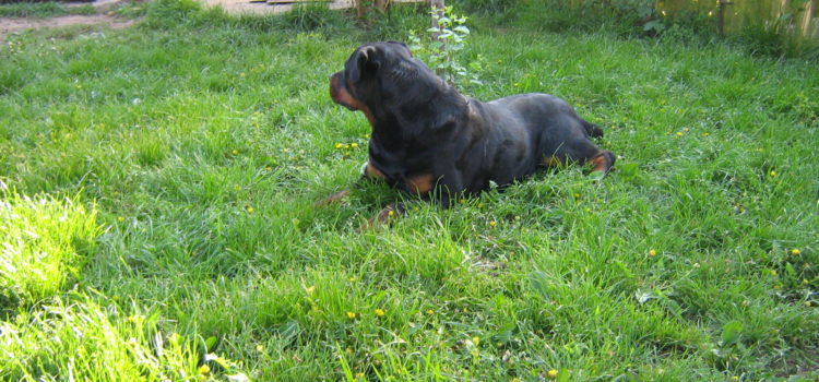 C alom Siroccó 2010