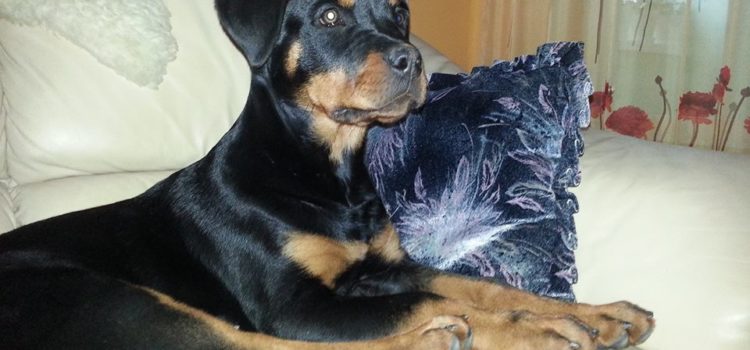 A kutya egy szóra, azonnal végrehajtott cselekedete