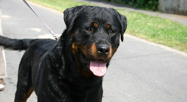 A rottweiler eredete
