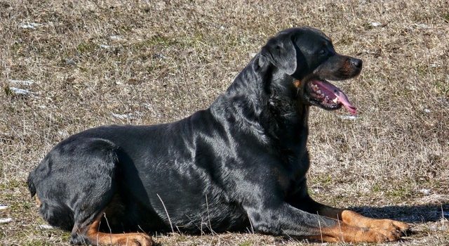 Palló Imre – A ágazat