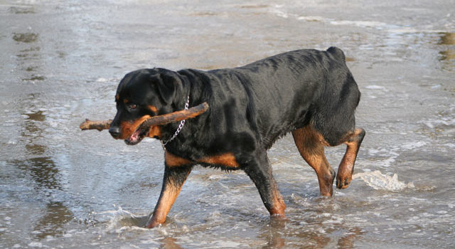 Miért jó rottweilerrel vizsgákra felkészülni?